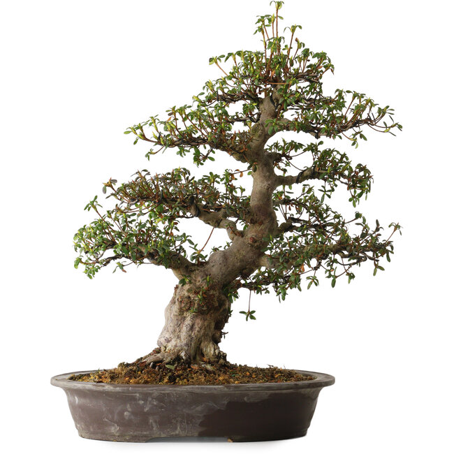 Rhododendron indicum variété inconnue, 50 cm, ± 30 ans, avec un nebari de 14 cm