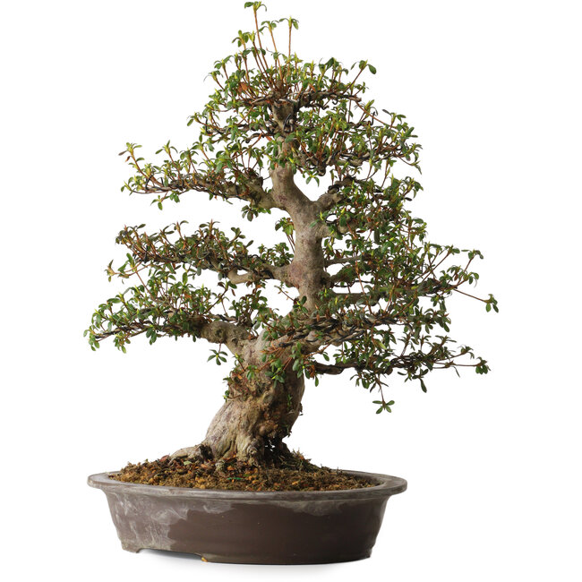 Rhododendron indicum varietà sconosciuta, 50 cm, ± 30 anni, con un nebari di 14 cm