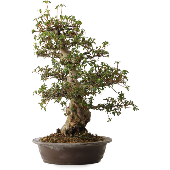 Rhododendron indicum, variëteit onbekend, 50 cm hoog, ± 30 jaar oud, met een nebari van 14 cm.