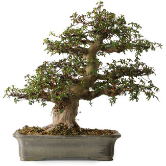 Rhododendron indicum Irodori, 42 cm, ± 30 anni