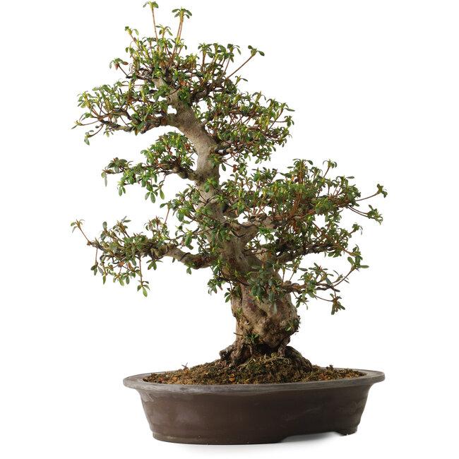 Rhododendron indicum varietà sconosciuta, 50 cm, ± 30 anni, con un nebari di 14 cm