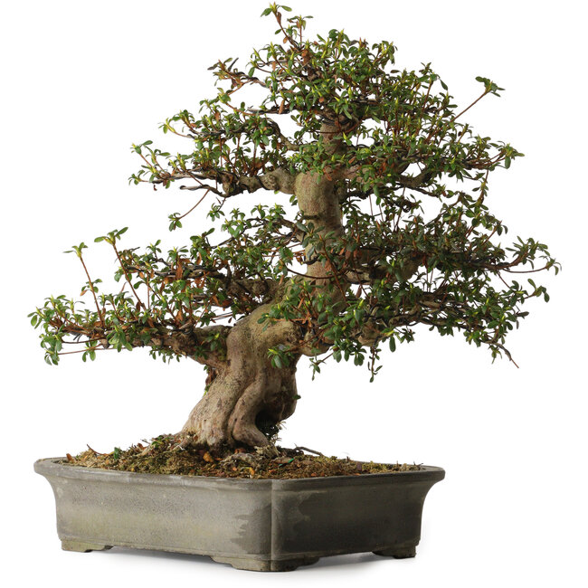 Rhododendron indicum Irodori, 42 cm, ± 30 jaar oud, met een nebari van 17 cm
