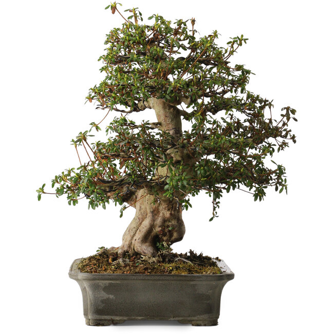 Rhododendron indicum Irodori, 42 cm, ca. 30 Jahre alt, mit einem Wurzelhals von 17 cm