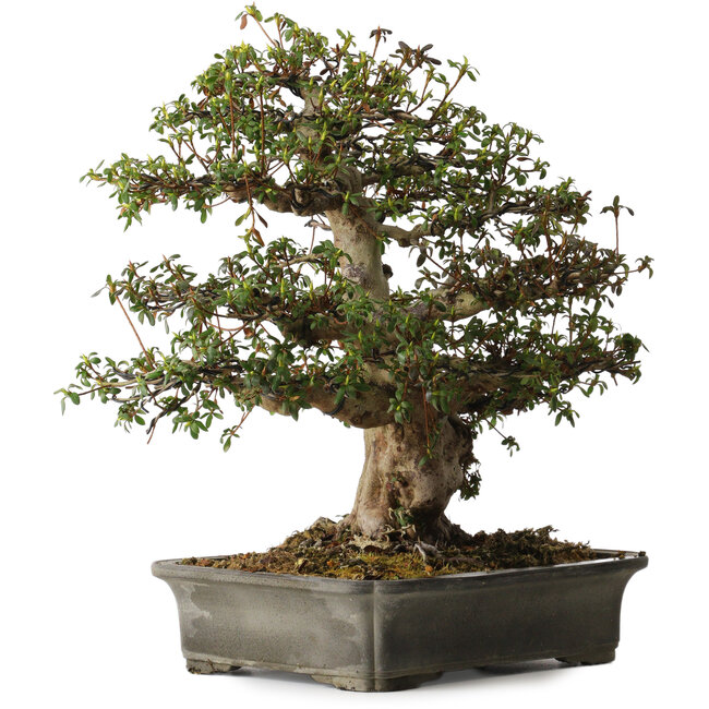 Rhododendron indicum Irodori, 42 cm, ca. 30 Jahre alt, mit einem Wurzelhals von 17 cm