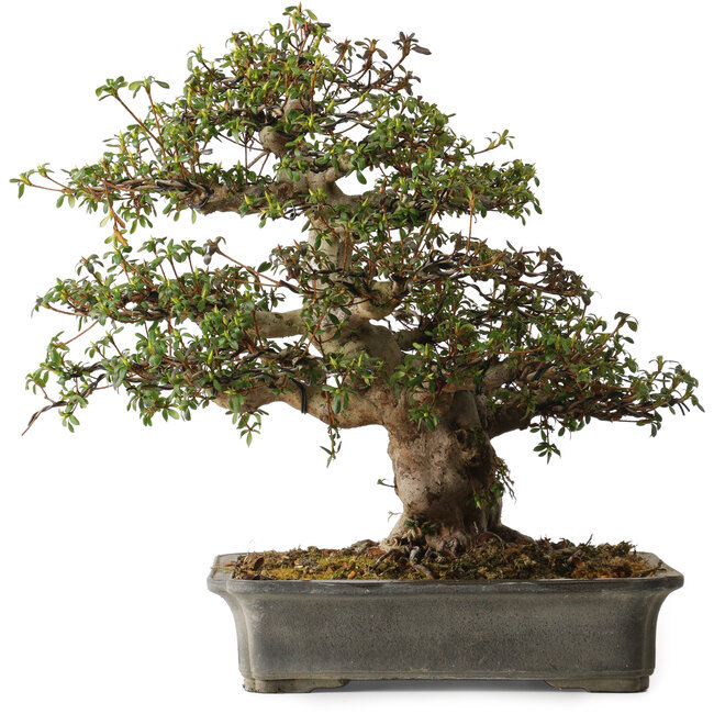 Rhododendron indicum Irodori, 42 cm, ± 30 años, con un nebari de 17 cm