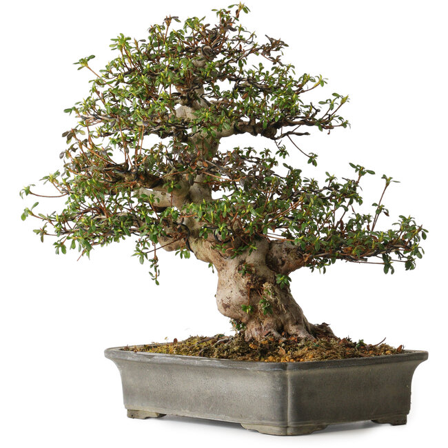 Rhododendron indicum Irodori, 42 cm, ± 30 jaar oud, met een nebari van 17 cm