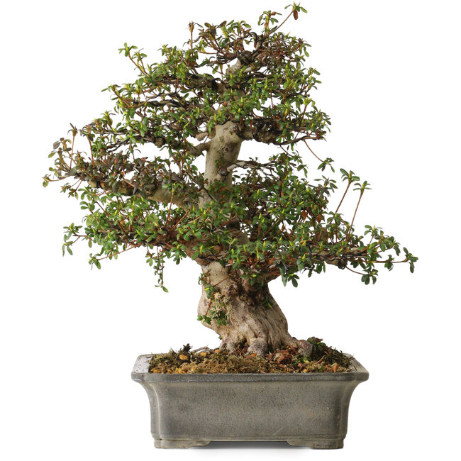 Rhododendron indicum Irodori, 42 cm, ± 30 years old, with a nebari of 17 cm