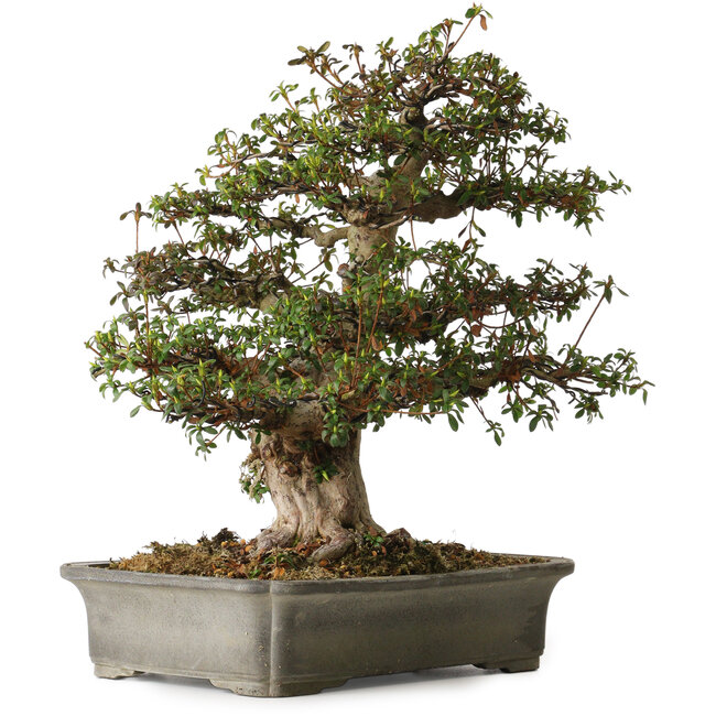Rhododendron indicum Irodori, 42 cm, ± 30 ans, avec un nebari de 17 cm