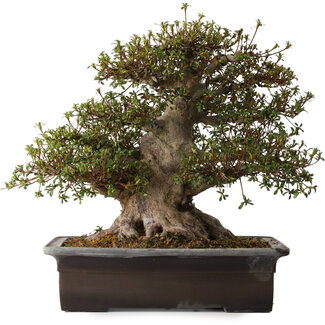 Rhododendron indicum Goko, 47 cm, ± 30 Jahre alt