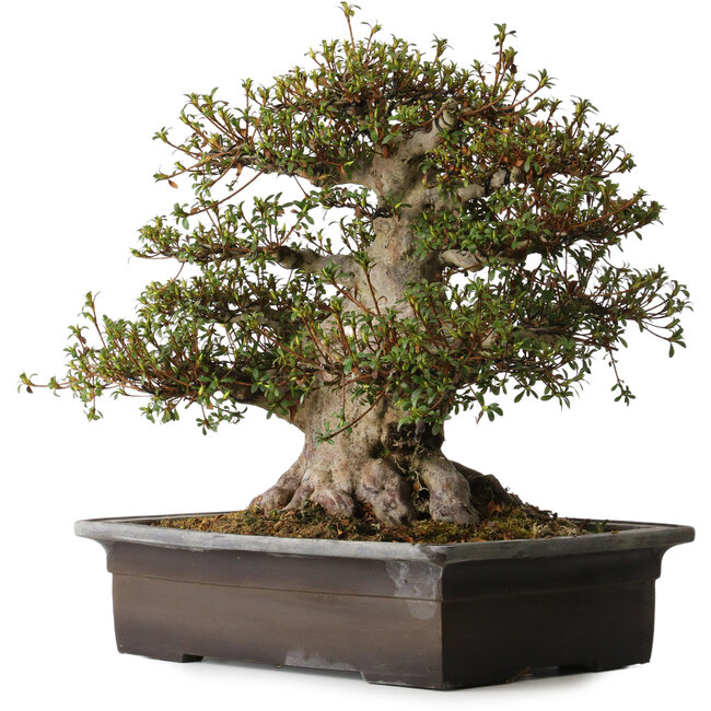 Rhododendron indicum Goko, 47 cm, ± 30 years old, with a nebari of 30 cm