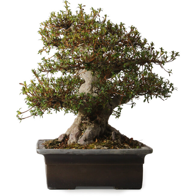 Rhododendron indicum Goko, 47 cm, ca. 30 Jahre alt, mit einem Wurzelhals von 30 cm