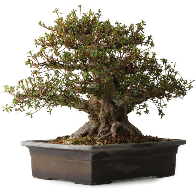 Rhododendron indicum Goko, 47 cm, ± 30 years old, with a nebari of 30 cm