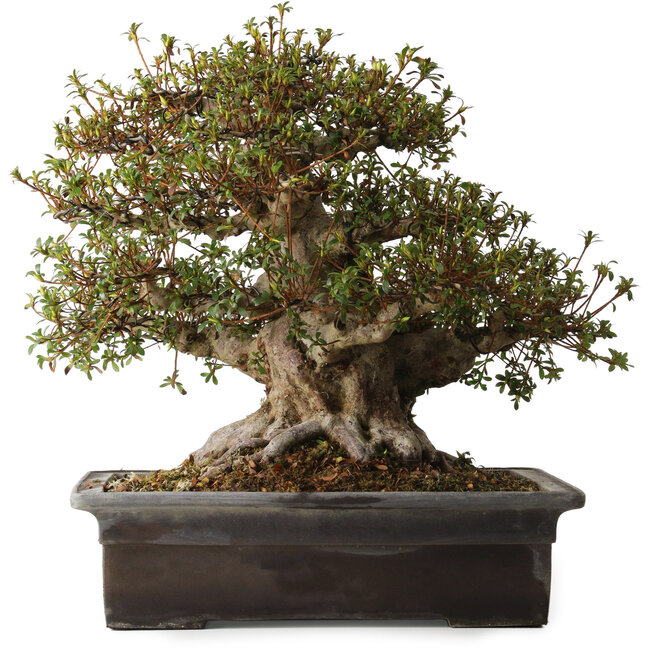 Rhododendron indicum Goko, 47 cm, ca. 30 Jahre alt, mit einem Wurzelhals von 30 cm