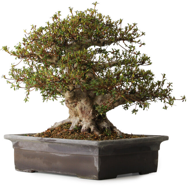 Rhododendron indicum Goko, 47 cm, ca. 30 Jahre alt, mit einem Wurzelhals von 30 cm