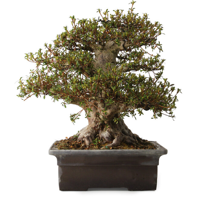 Rhododendron indicum Goko, 47 cm, ca. 30 Jahre alt, mit einem Wurzelhals von 30 cm