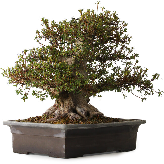 Rhododendron indicum Goko, 47 cm, ca. 30 Jahre alt, mit einem Wurzelhals von 30 cm