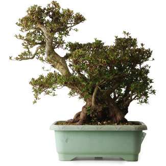 Rhododendron indicum Osakazuki, 45 cm, ± 30 años