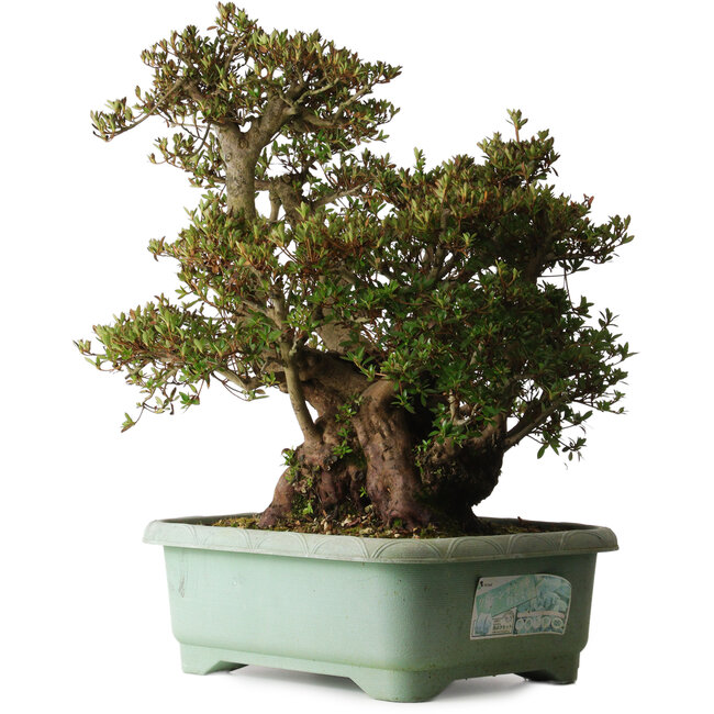Rhododendron indicum Osakazuki, 45 cm, ± 30 años, con un nebari de 32 cm