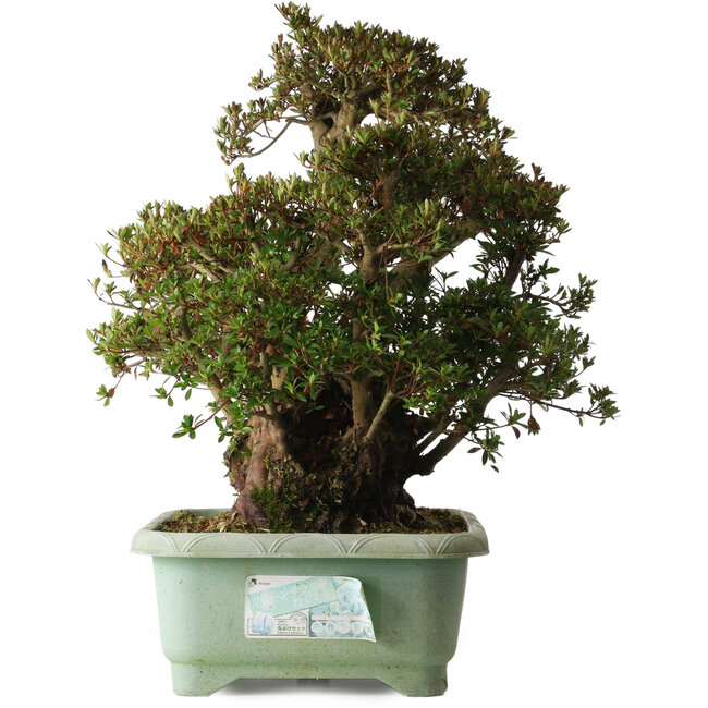 Rhododendron indicum Osakazuki, 45 cm, ca. 30 Jahre alt, mit einem Wurzelhals von 32 cm