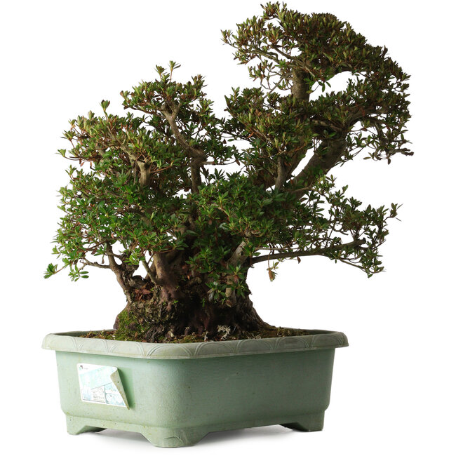 Rhododendron indicum Osakazuki, 45 cm, ca. 30 Jahre alt, mit einem Wurzelhals von 32 cm