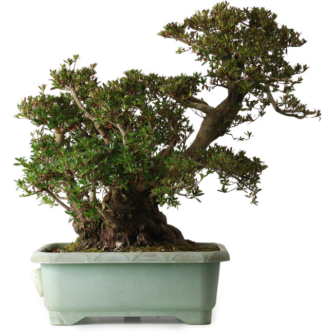 Rhododendron indicum Osakazuki, 45 cm, ca. 30 Jahre alt, mit einem Wurzelhals von 32 cm