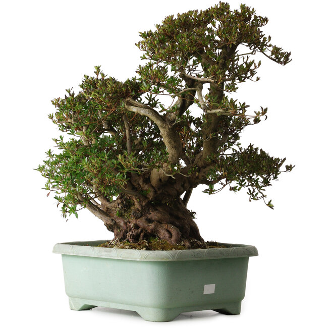 Rhododendron indicum Osakazuki, 45 cm, ± 30 años, con un nebari de 32 cm