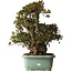 Rhododendron indicum Osakazuki, 45 cm, ± 30 ans, avec un nebari de 32 cm