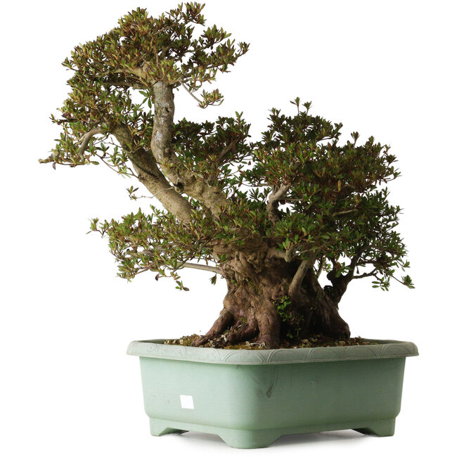 Rhododendron indicum Osakazuki, 45 cm, ± 30 years old, with a nebari of 32 cm