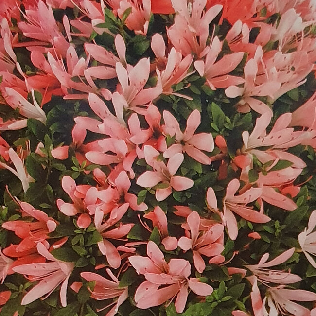 Rhododendron indicum Sachi-No-Hano, 47 cm, ± 30 años, con un nebari de 21 cm