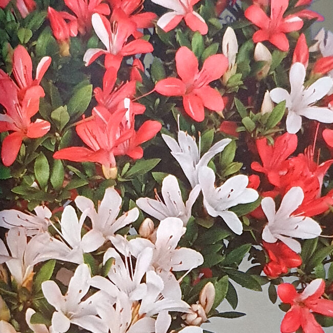 Rhododendron indicum Nisho-No-Hikari, 42 cm, ca. 30 Jahre alt, mit einem Wurzelhals von 22 cm, in einem Topf mit abgeplatztem Rand