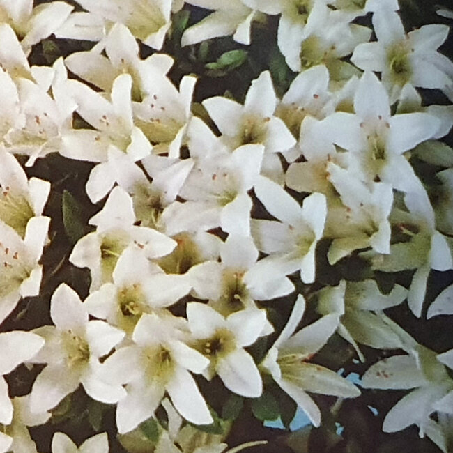 Rhododendron indicum Hakurai, 50 cm, ± 30 anni, con un nebari di 25 cm
