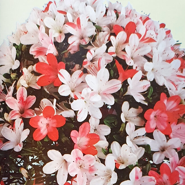 Rhododendron indicum Irodori, 42 cm, ± 30 years old, with a nebari of 17 cm