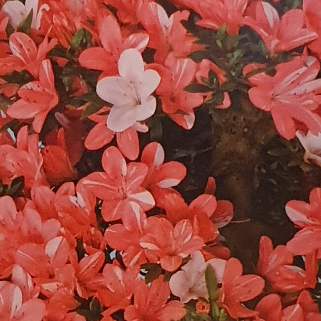 Rhododendron indicum Goko, 47 cm, ± 30 years old, with a nebari of 30 cm