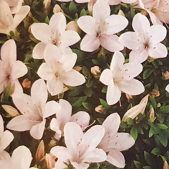 Rhododendron indicum Kozan, 30 cm, ± 30 years old, with a nebari of 20 cm