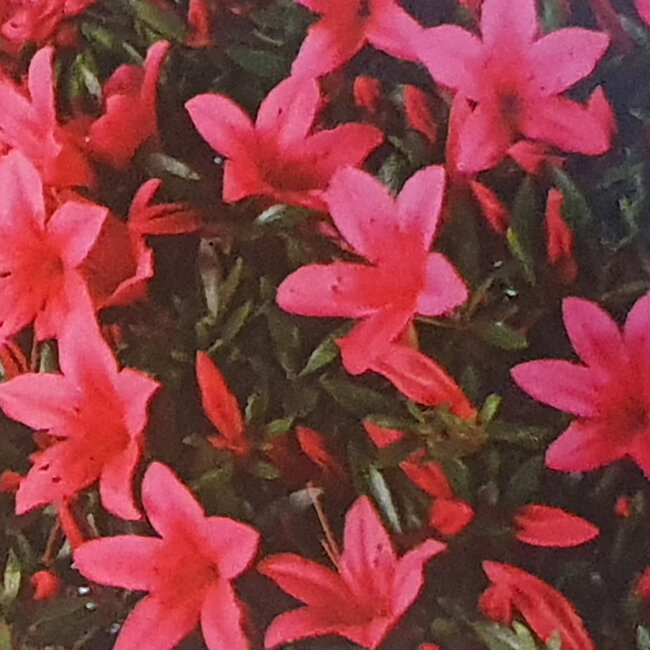 Rhododendron indicum Korin, 66 cm, ± 30 años, con un nebari de 26 cm