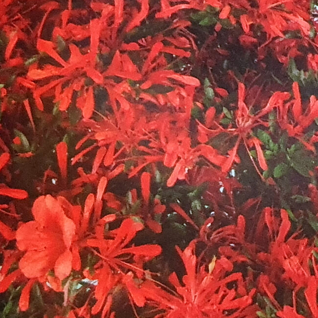 Rhododendron indicum Kinsai, 70 cm, ca. 30 Jahre alt, mit einem Wurzelhals von 23 cm