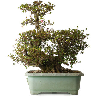 Rhododendron indicum Osakazuki, 45 cm, ± 30 Jahre alt