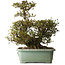 Rhododendron indicum Osakazuki, 45 cm, ± 30 jaar oud, met een nebari van 32 cm.