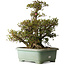 Rhododendron indicum Osakazuki, 45 cm, ± 30 ans, avec un nebari de 32 cm