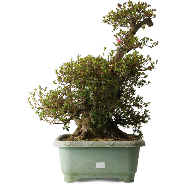 Rhododendron indicum Osakazuki, 45 cm, ± 30 jaar oud, met een nebari van 32 cm.