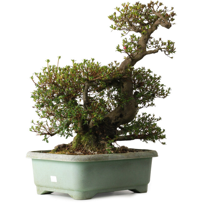 Rhododendron indicum Osakazuki, 45 cm, ± 30 ans, avec un nebari de 32 cm