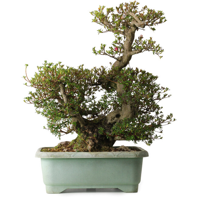 Rhododendron indicum Osakazuki, 45 cm, ± 30 ans, avec un nebari de 32 cm