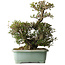 Rhododendron indicum Osakazuki, 45 cm, ± 30 anni, con un nebari di 32 cm