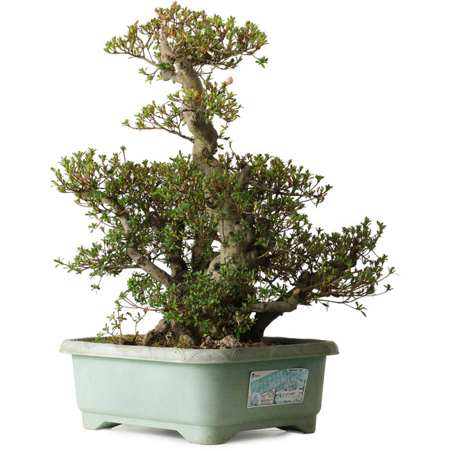 Rhododendron indicum Osakazuki, 45 cm, ± 30 jaar oud, met een nebari van 32 cm.