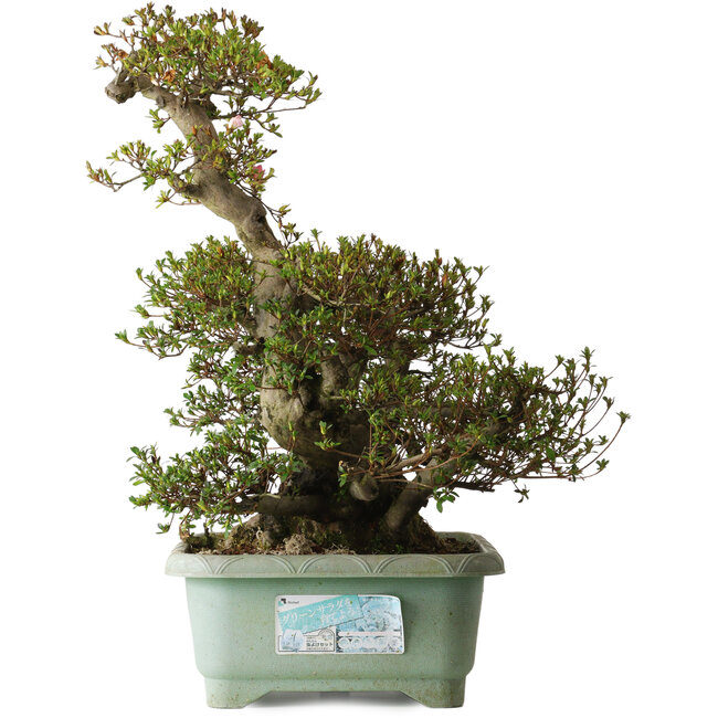 Rhododendron indicum Osakazuki, 45 cm, ± 30 years old, with a nebari of 32 cm