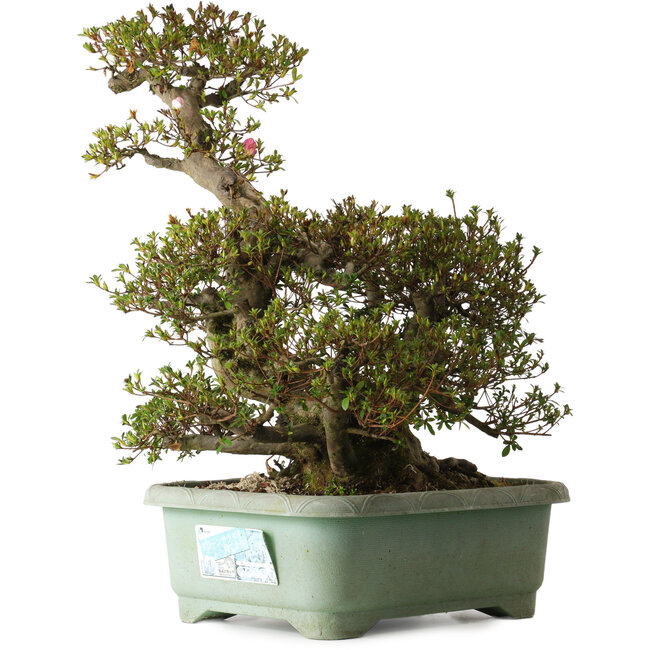 Rhododendron indicum Osakazuki, 45 cm, ca. 30 Jahre alt, mit einem Wurzelhals von 32 cm