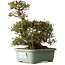 Rhododendron indicum Osakazuki, 45 cm, ± 30 ans, avec un nebari de 32 cm