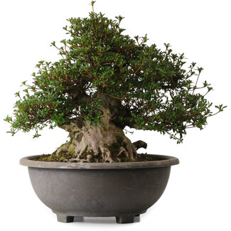 Rhododendron indicum Aozora, 40 cm, ± 30 Jahre alt