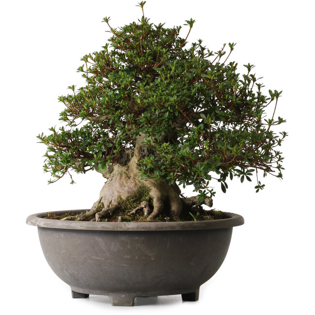 Rhododendron indicum Aozora, 40 cm, ± 30 anni, con un nebari di 27 cm