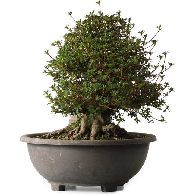 Rhododendron indicum Aozora, 40 cm, ± 30 jaar oud, met een nebari van 27 cm.